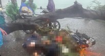 Tai nạn do cây đổ trong mưa giông: Người bị nạn có được bồi thường không?