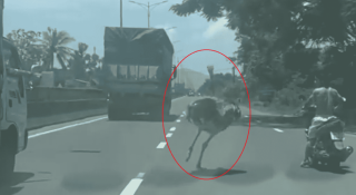 Vụ đà điểu 'đại náo' quốc lộ 1A: Chủ vật nuôi có thể bị xử phạt ra sao?