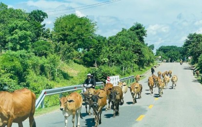 Nam thanh niên tử vong tại chỗ sau khi tông vào bò trên quốc lộ 25