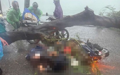 Tai nạn do cây đổ trong mưa giông: Người bị nạn có được bồi thường không?