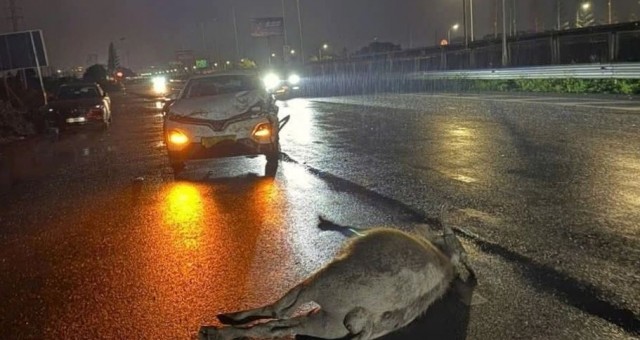 Tài xế đâm chết trâu trên cao tốc: Ai chịu trách nhiệm bồi thường?