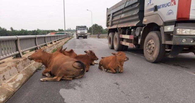 Tình huống ngàn cân khi gặp động vật trên đường: Làm sao để xử lý an toàn?