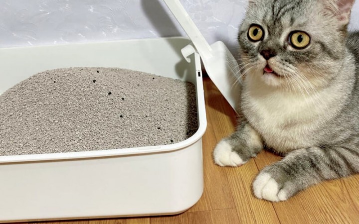 Khử mùi ô tô bằng cát vệ sinh cho mèo