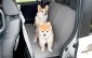 Honda giới thiệu bộ phụ kiện dễ thương dành cho những người yêu chó